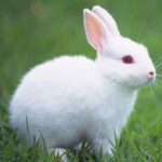 Talking Rabbit MOD Unlimited Money 1.3.4