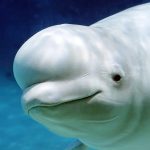 The Beluga Whale MOD Unlimited Money 1.1.8 The Beluga Whale MOD Unlimited Money 1.1.8
