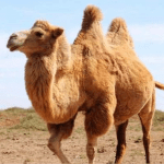 The Camel MOD Unlimited Money 1.2.5 The Camel MOD Unlimited Money 1.2.5