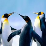 The Penguin MOD Unlimited Money 1.2.1 The Penguin MOD Unlimited Money 1.2.1